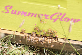 SummerGlow Apiaries - Honey Farm & Online Store | ManukaHoney.co.nz