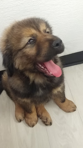 Pet Store «Petland Topeka», reviews and photos, 1801 SW Wanamaker Rd, Topeka, KS 66614, USA