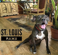 Paws St. Louis - Photo 9 - Car repair in St. Louis, MO, St. Louis