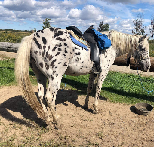 Horse riding courses Montreal