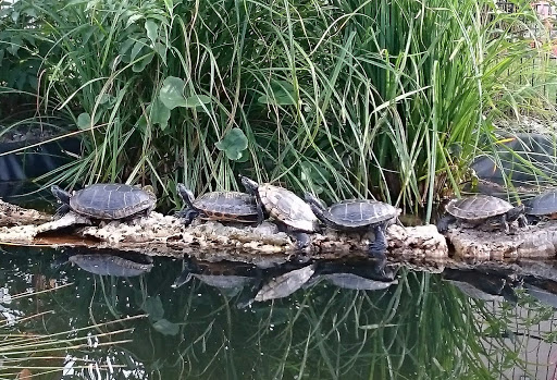 Tierarztpraxis-Einum für Kleintiere & Reptilien unter Hildesheim, 