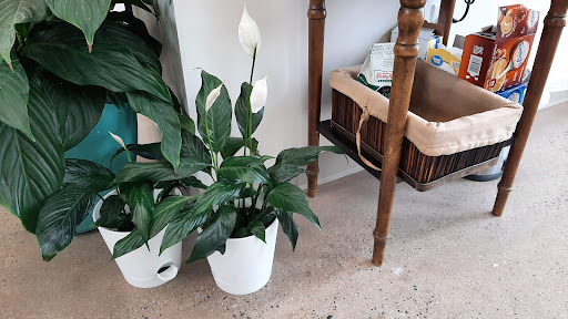 Barber Shop «North Georgia Hair Cutters», reviews and photos, 15 Arcadia St, Dahlonega, GA 30533, USA