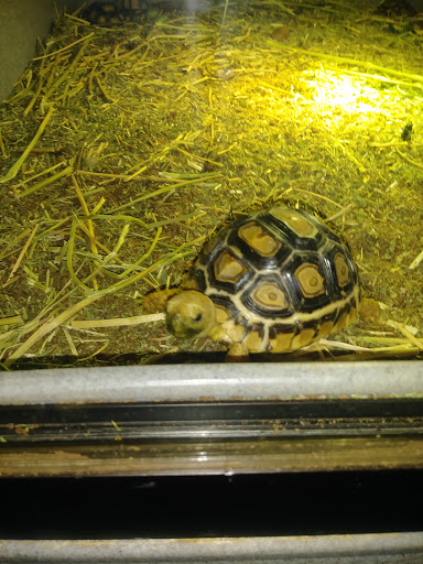 Pet Store «CUSTOM CREATURES PET SHOP», reviews and photos, 10727 N 19th Ave, Phoenix, AZ 85029, USA