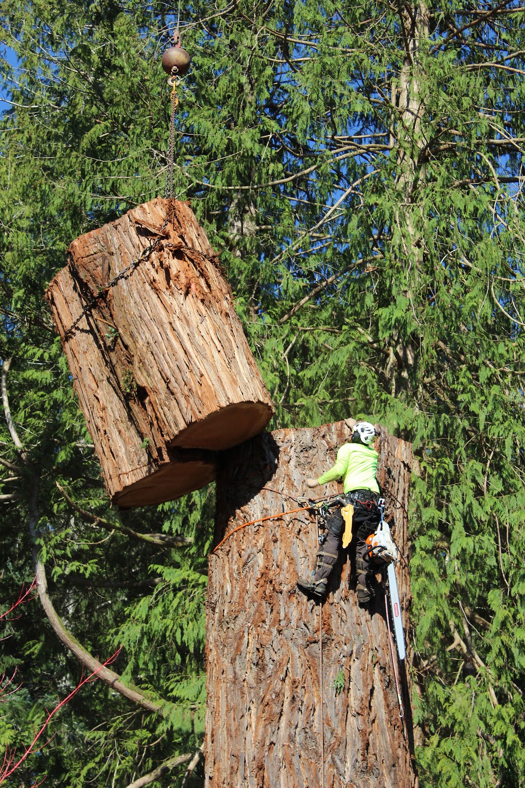 Nelson White Arborists (NW Arborists)