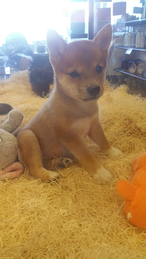 Pet Supply Store «Just Pets», reviews and photos, 8874 Maximus Dr, Lone Tree, CO 80124, USA