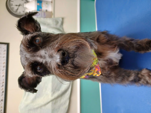 Pet Supply Store «Grrs & Purrs», reviews and photos, 116 N Woodland Blvd, DeLand, FL 32720, USA