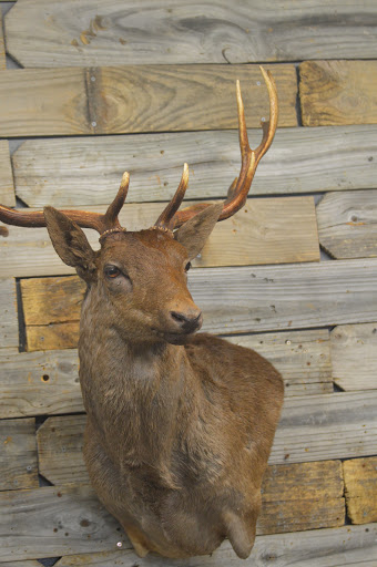 Grabowske's Taxidermy