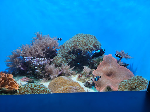 Aquarium «Birch Aquarium at Scripps Institution of Oceanography», reviews and photos, 2300 Expedition Way, La Jolla, CA 92037, USA