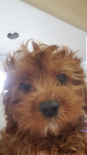 Pet Store «Puppy Palace», reviews and photos, 1250 US-130, Trenton, NJ 08638, USA