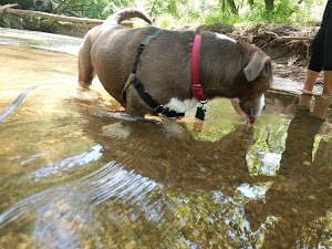 Great Seneca Stream Valley Park - photo 44