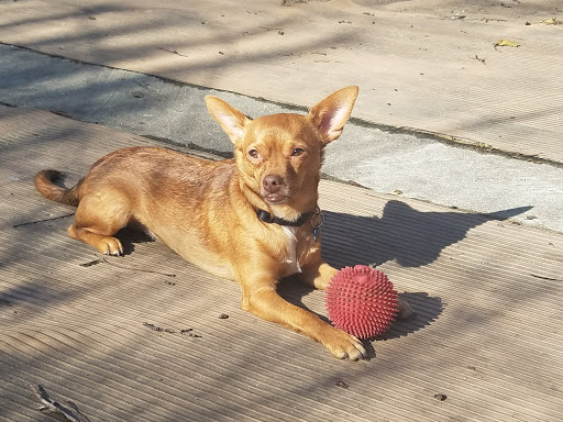 Pet Store «Rainbow Pet Supplies», reviews and photos, 3940 58th St, Woodside, NY 11377, USA