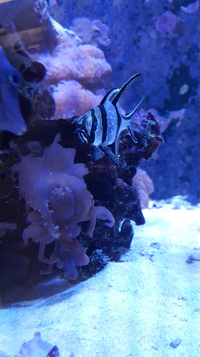 Aquarium Shop «Exotic Aquariums», reviews and photos, 7399 Bird Rd, Miami, FL 33155, USA