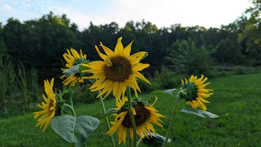 Park «Sodalis Nature Park», reviews and photos, 7700 S County Rd 975 E, Plainfield, IN 46168, USA