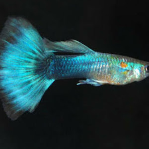 Guppy Fish Farm photo