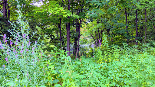 Nature Preserve «Gummere Woods And Marsters Preserve Trail», reviews and photos, 4 Wheeler Rd, North Grafton, MA 01536, USA