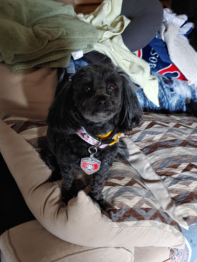 Pet Groomer «Weymouth Dog Shop», reviews and photos, 1192 Washington St, East Weymouth, MA 02189, USA