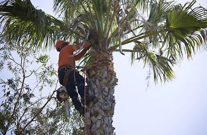 King's Tree Services - Tree Cutting, Removal & Trimming Service Mesa, AZ