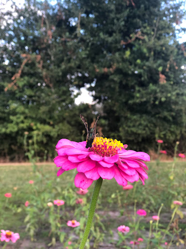 Amusement Center «Stanley Pond Adventure Farm», reviews and photos, 15426 County Rd 48, Astatula, FL 34705, USA