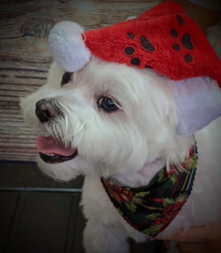 Pet Groomer «A Klassy Lassie, LLC», reviews and photos, 30 Old Jackson Rd, McDonough, GA 30252, USA