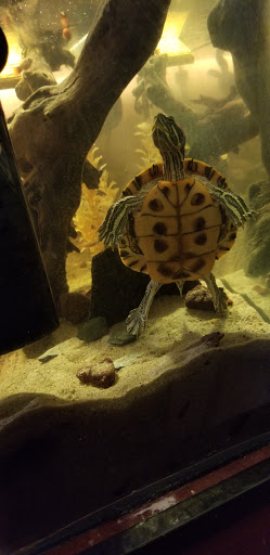 Pet Supply Store «PetSmart», reviews and photos, 2801 Pine Lake Rd, Lincoln, NE 68516, USA