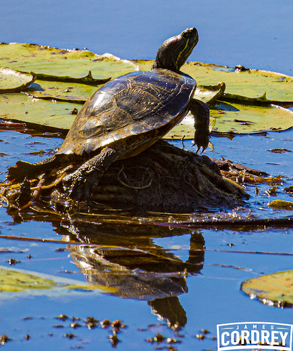 Nature Preserve «Shaw Nature Reserve», reviews and photos, 307 Pinetum Loop Rd, Gray Summit, MO 63039, USA