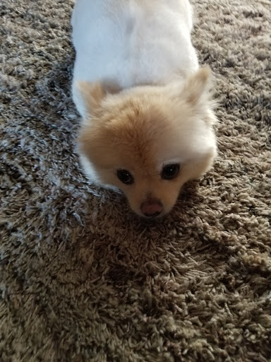 Pet Supply Store «Pet Supplies Plus», reviews and photos, 120 Country Club Gate Center #120, Pacific Grove, CA 93950, USA