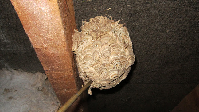 Wasp Nest Removal Herefordshire - Pest control service