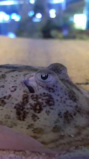 Tropical Fish Store «Reefwise», reviews and photos, 5401 Patton Dr #105, Lisle, IL 60532, USA