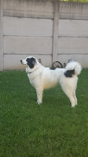 Pet Supply Store «Petco Animal Supplies», reviews and photos, 22511 TX-249, Houston, TX 77070, USA