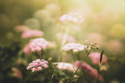Entre Parenthèses, Fleurs de Bach, Soins Energétiques, EPRTH à Auradé