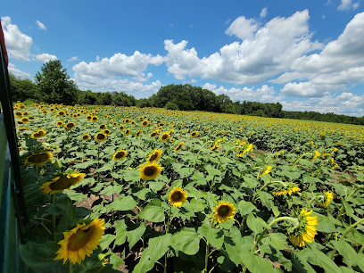 Autauga County Sunflower Field