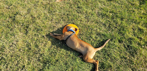 Dog Park «Chapin Park», reviews and photos, 338 Warner Parrott Rd, Oregon City, OR 97045, USA