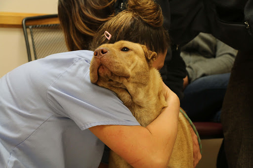 Broadway Veterinary Clinic image