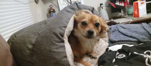 Pet Supply Store «Petco», reviews and photos, 3735 E Castro Valley Blvd, Castro Valley, CA 94552, USA