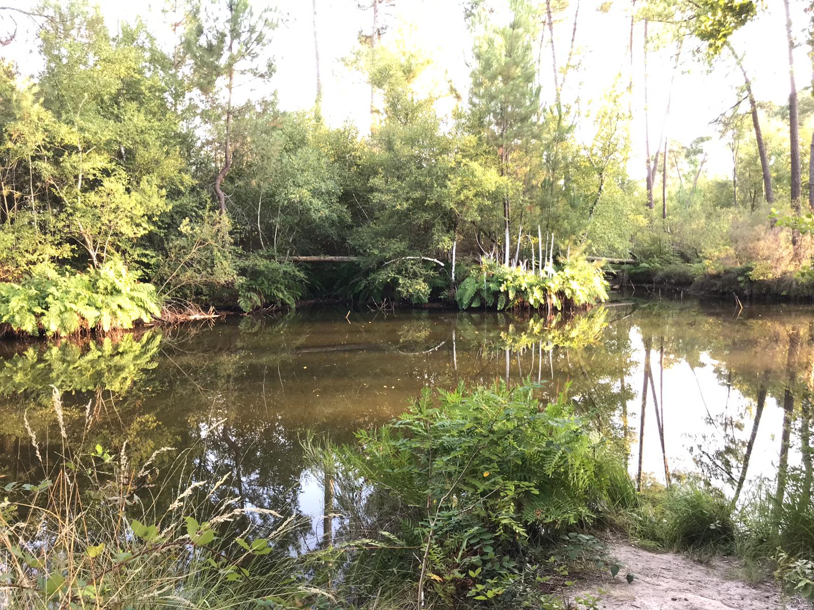 Photo n° 1 de l'avis de Fleur. fait le 28/08/2019 à 16:06