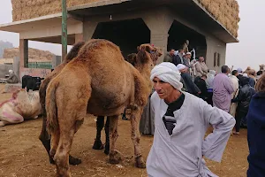 Camel market image