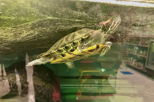 Pet Supply Store «Petco Animal Supplies», reviews and photos, 1591 Sloat Blvd, San Francisco, CA 94132, USA