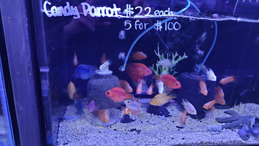 Pet Supply Store «Monster Aquarium Inc.», reviews and photos, 131-08 40 Rd, Flushing, NY 11354, USA