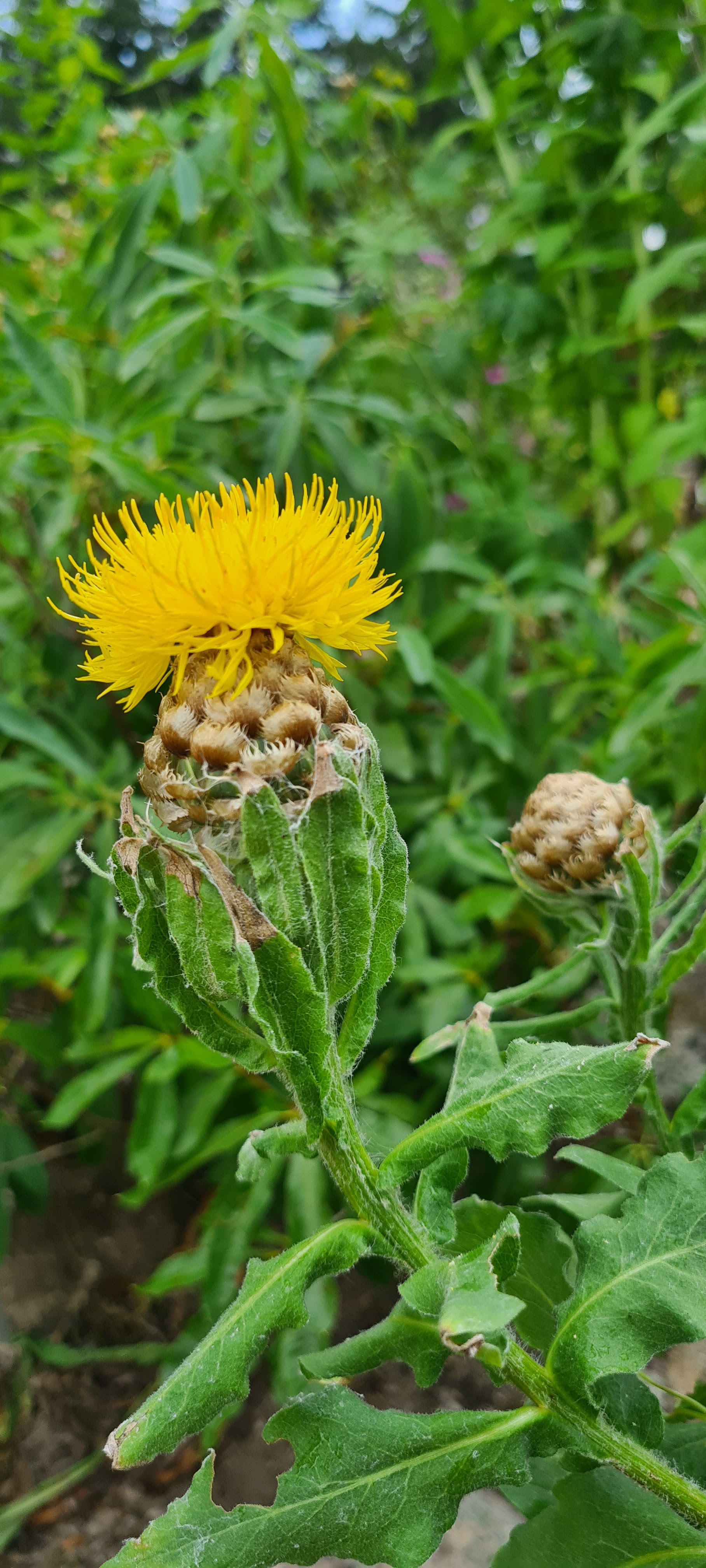 Photo n° 4 de l'avis de Sandra.e fait le 02/08/2022 à 08:36