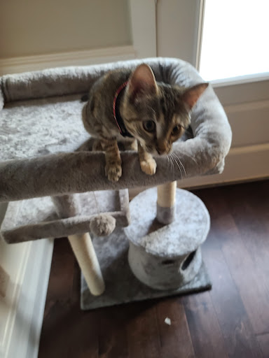 Pet Supply Store «Pet Supermarket», reviews and photos, 3821 S Cobb Dr, Smyrna, GA 30080, USA