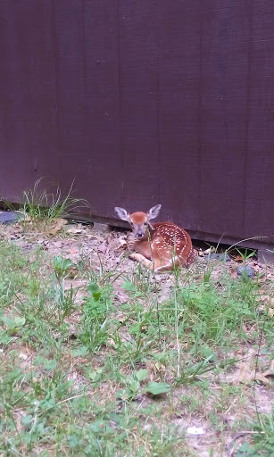 National Park «Greenbelt Park», reviews and photos, 6565 Greenbelt Rd, Greenbelt, MD 20770, USA