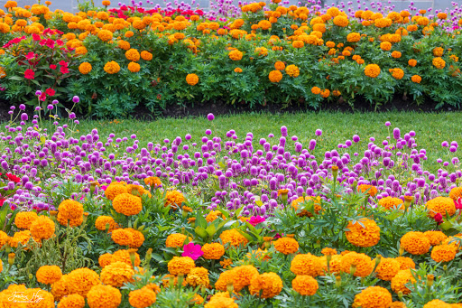 Les Amis du Jardin Botanique de Montréal