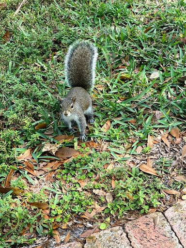 Park «Liberty Tree Park», reviews and photos, 7421 NW 5th St, Plantation, FL 33317, USA