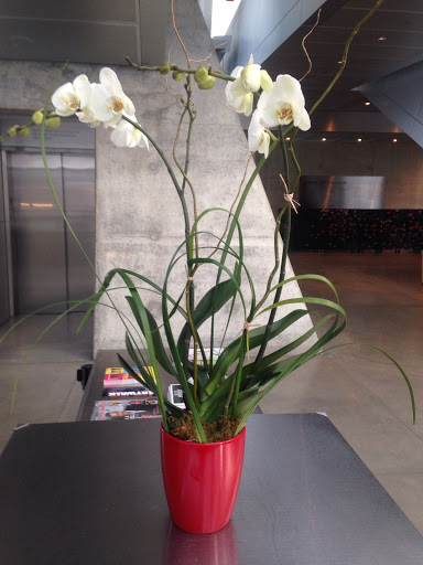 Florist «House of Plants Florist Inc», reviews and photos, 1670 Merriman Rd, Akron, OH 44313, USA