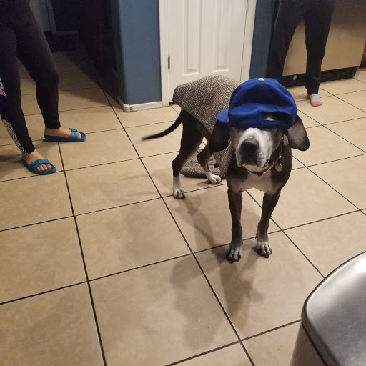 Pet Supply Store «PetSmart», reviews and photos, 466 S Watson Rd, Buckeye, AZ 85326, USA