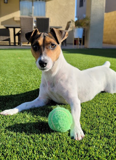 Pet Store «Animal Kingdom», reviews and photos, 5000 S Arizona Mills Cir, Tempe, AZ 85282, USA