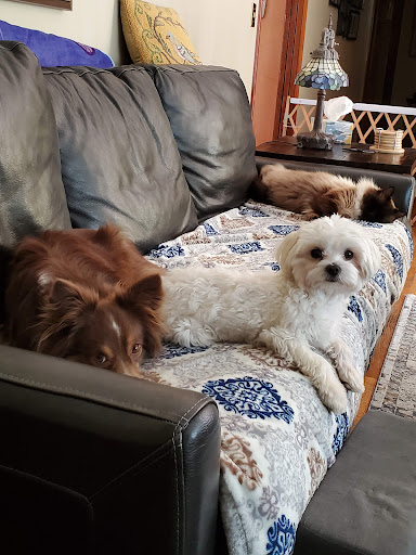 Benson Animal Clinic image