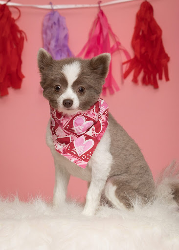 Pet Store «PetSaver Healthy Pet Superstore (Brighton Location)», reviews and photos, 2947 Monroe Ave, Rochester, NY 14618, USA