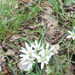 Photo n°14 de l'avis de anella.o fait le 25/04/2022 à 18:09 sur le  Chalet Nicoletti à Laurino