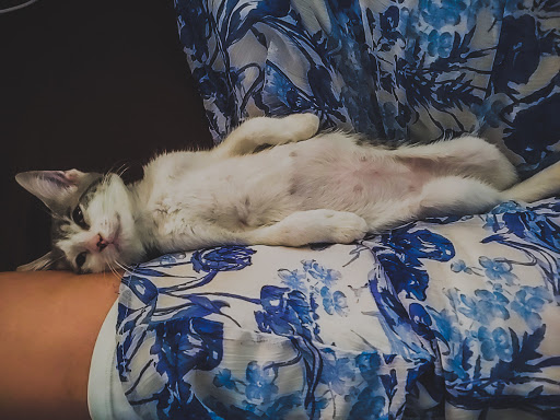 Pet Supply Store «Petco Animal Supplies», reviews and photos, 2520 E 3rd St, Bloomington, IN 47401, USA